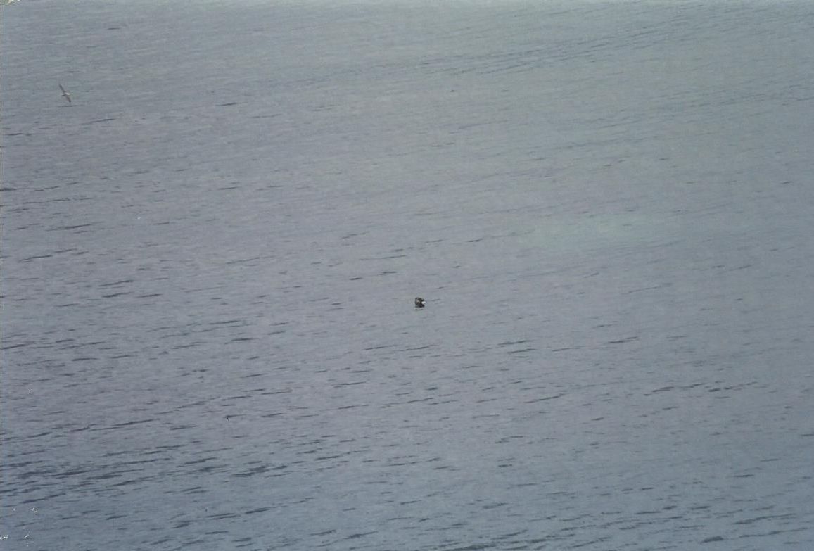 Islanda:....quel puntino al largo ...una foca ?!