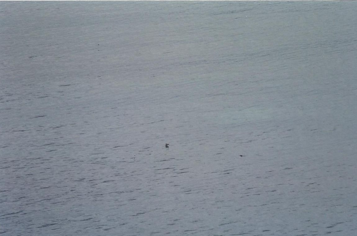 Islanda:....quel puntino al largo ...una foca ?!