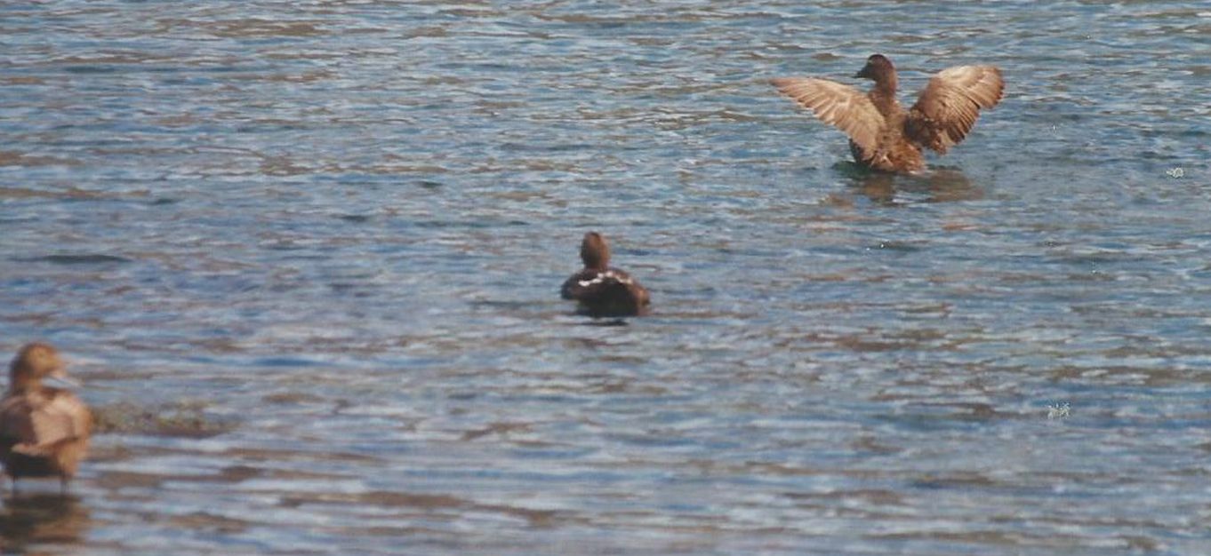 Islanda: Edredoni (Somateria mollissima), femmine