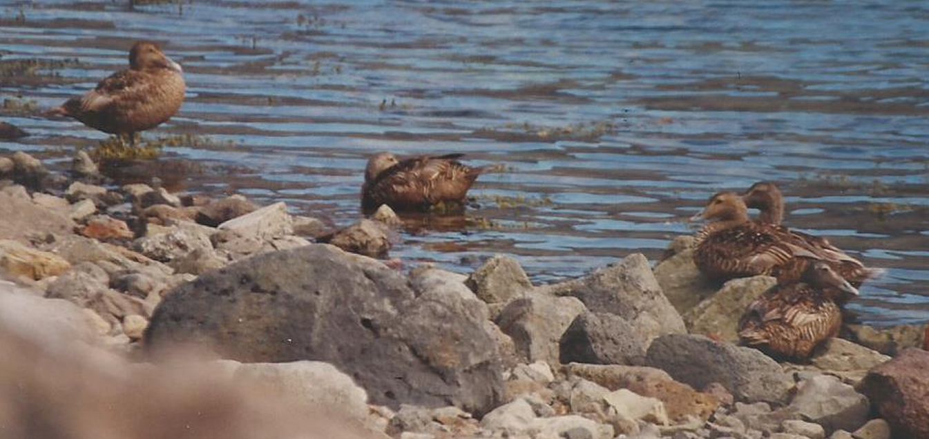 Islanda: Edredoni (Somateria mollissima), femmine