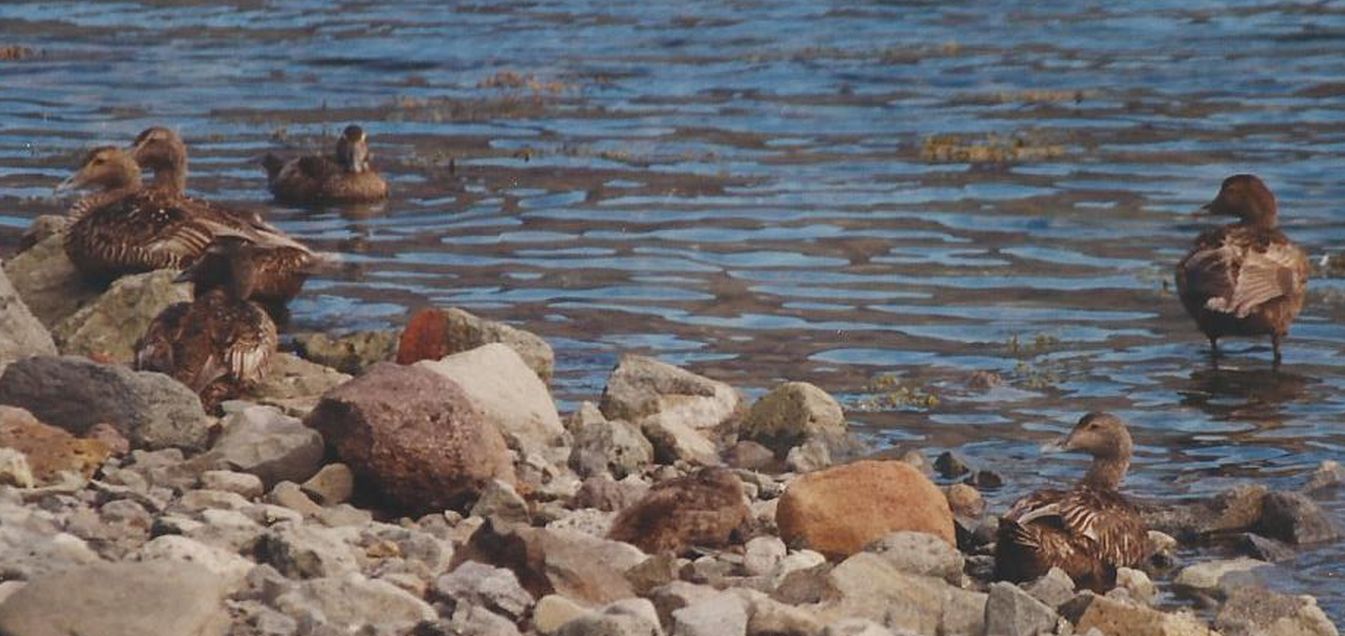 Islanda: Edredoni (Somateria mollissima), femmine