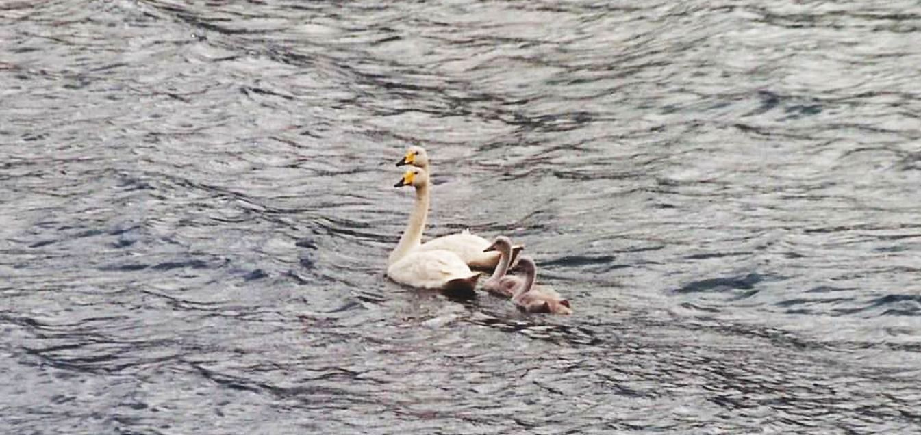 Islanda: quale cigno?  Cigno selvatico (Cygnus cygnus)