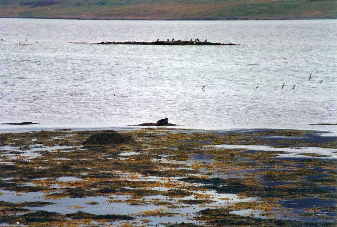 Islanda: quali foche?   Foca comune (Phoca vitulina)