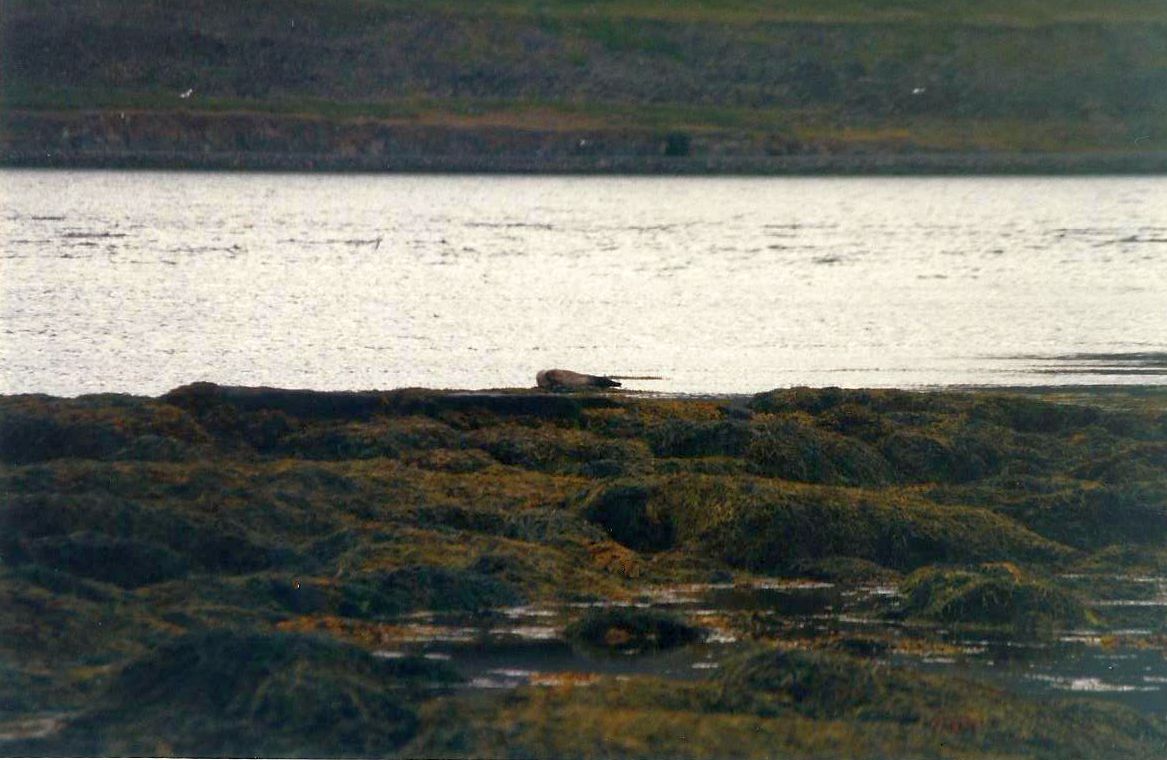 Islanda: quali foche?   Foca comune (Phoca vitulina)