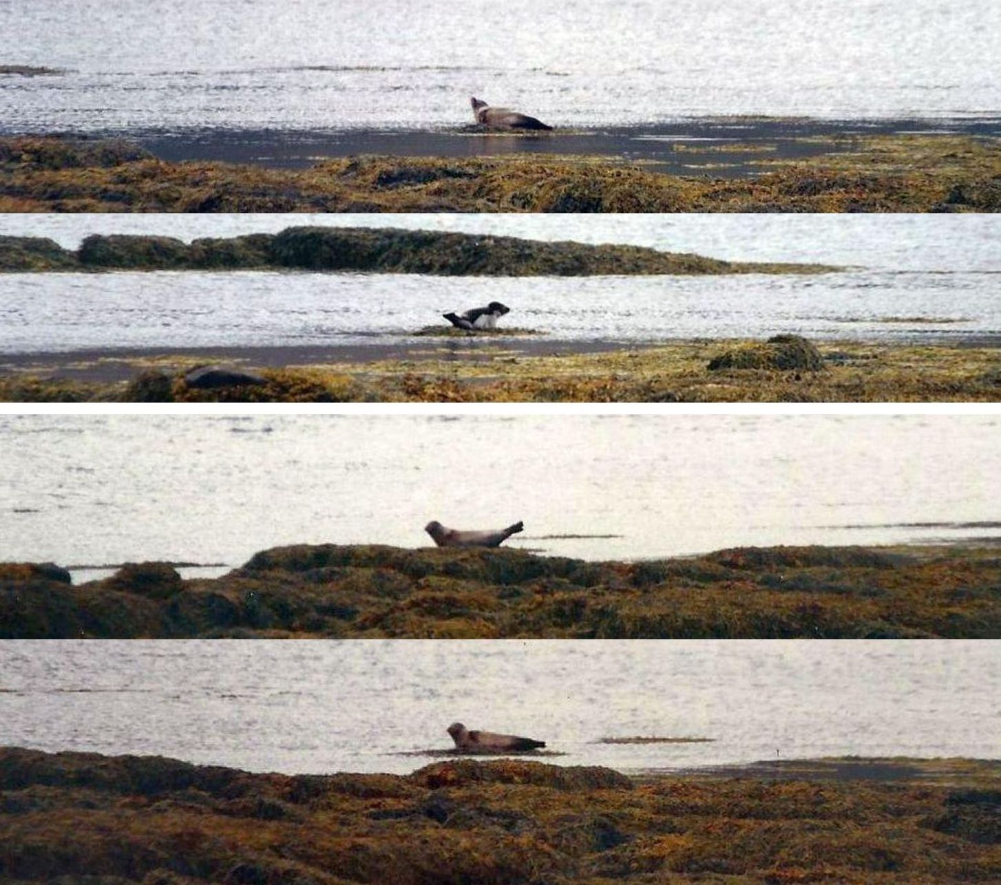 Islanda: quali foche?   Foca comune (Phoca vitulina)