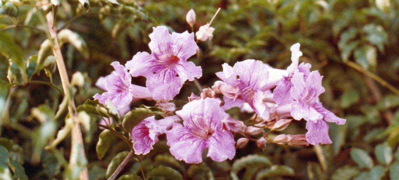 Dal Marocco: Podranea ricasoliana (Bignoniaceae) e cfr. cv di Plumbago auriculata