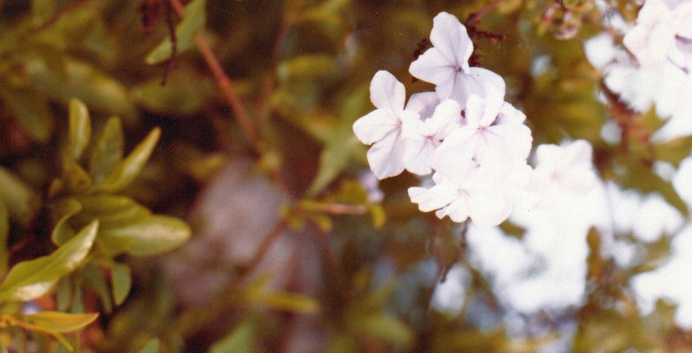 Dal Marocco: Podranea ricasoliana (Bignoniaceae) e cfr. cv di Plumbago auriculata