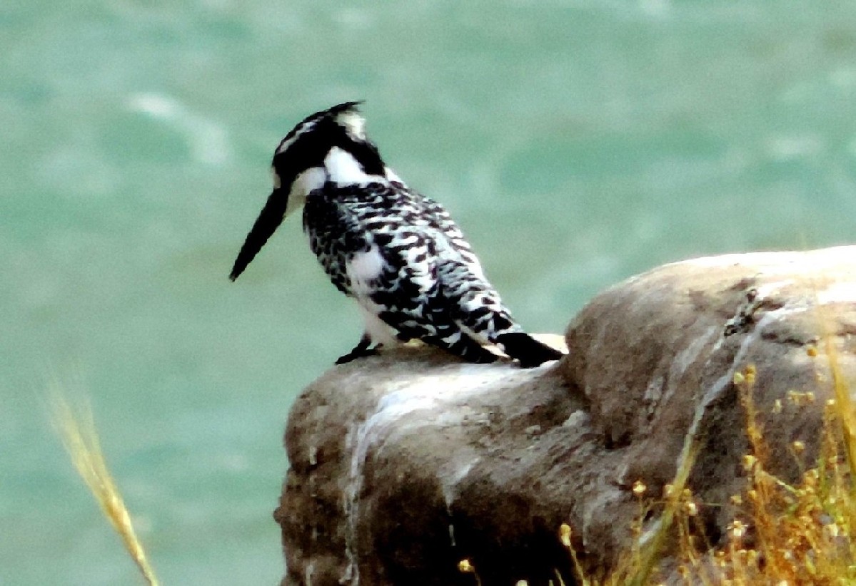 Uccelli dall''Iran