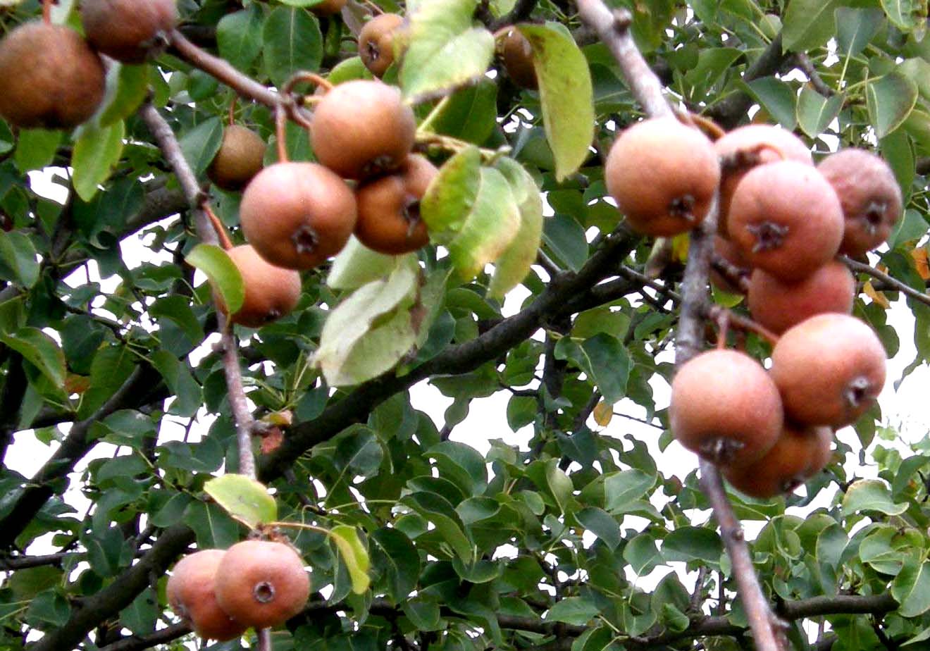 E'' un sorbo? no, Pyrus sp. (Rosaceae)
