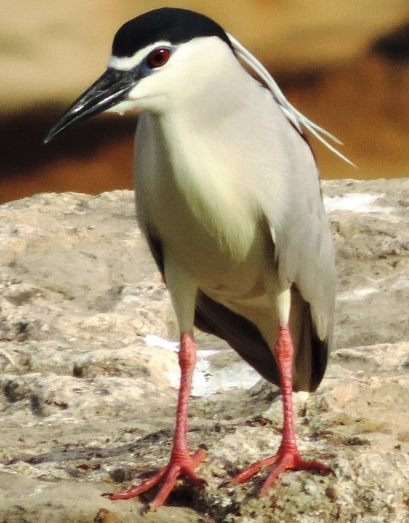Uccelli dall''Iran