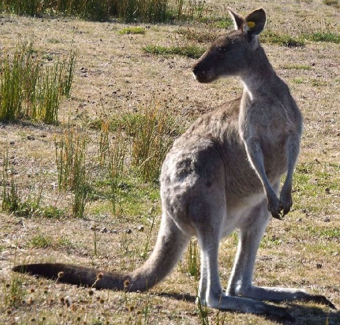 Australia sud-orientale (Stato di Victoria)