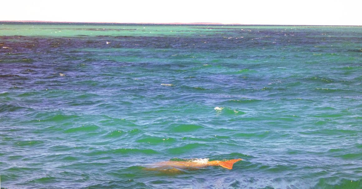 Australia: incontro ravvicinato con un dugongo