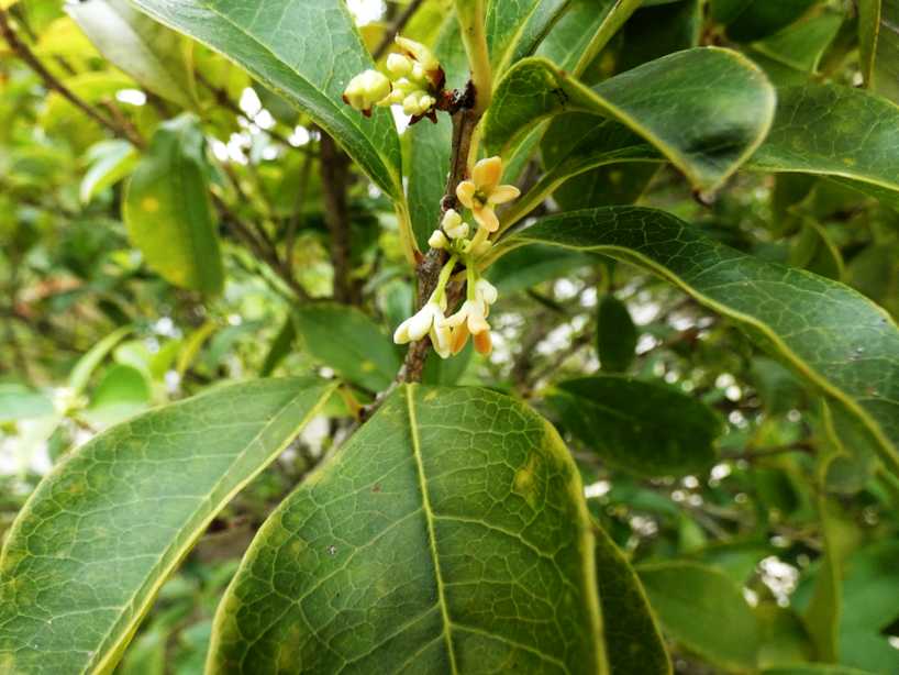 Da id. : cfr. Osmanthus sp.  (Oleaceae)