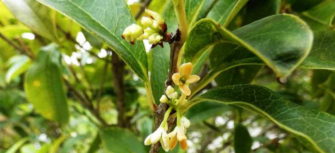 Da id. : cfr. Osmanthus sp.  (Oleaceae)