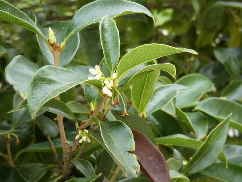 Da id. : cfr. Osmanthus sp.  (Oleaceae)