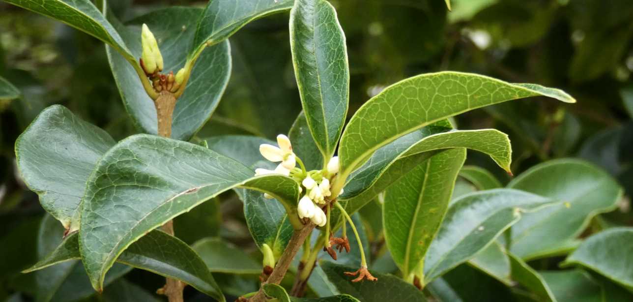 Da id. : cfr. Osmanthus sp.  (Oleaceae)