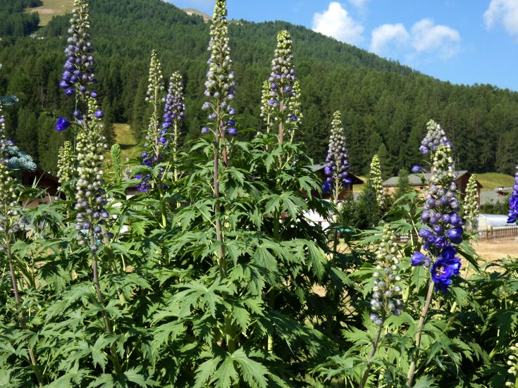 Un''aiuola coltivata a Livigno