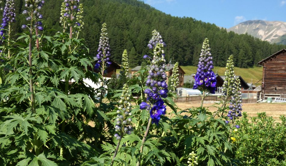 Un''aiuola coltivata a Livigno