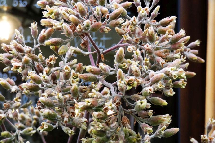 Kalanchoe beharensis (Crassulaceae)