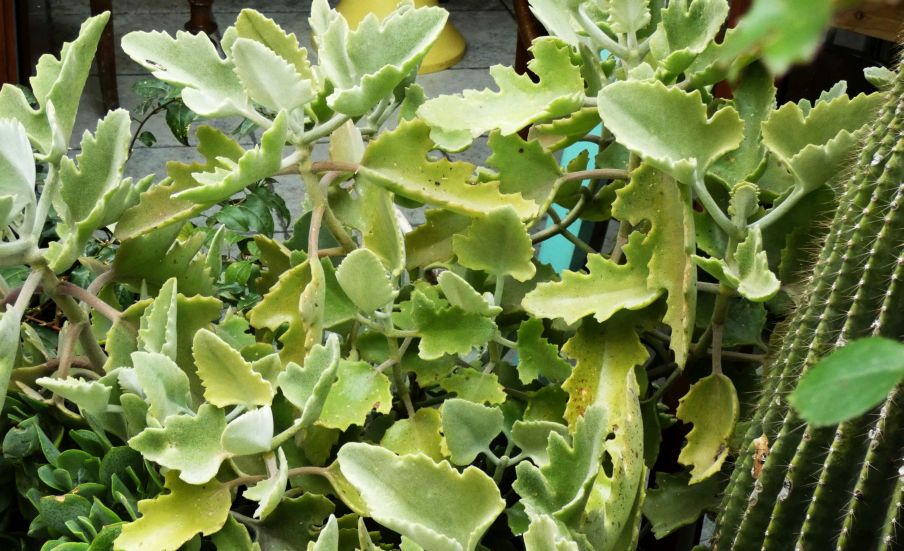 Kalanchoe beharensis (Crassulaceae)