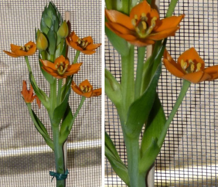 Ornithogalum dubium ?  S, cv di O. thyrsoides (= O. dubium)