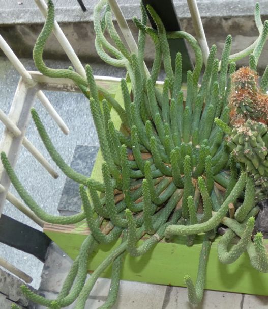 Cactacea?  No, Euphorbia inermis (Euphorbiaceae)