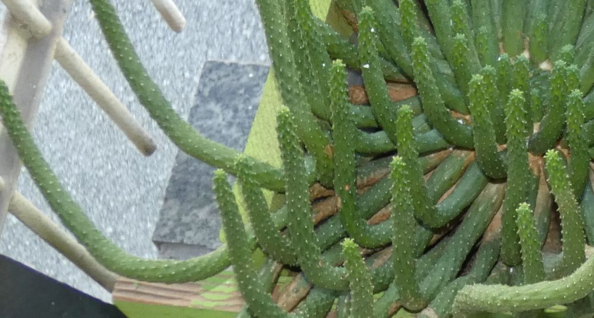 Cactacea?  No, Euphorbia inermis (Euphorbiaceae)