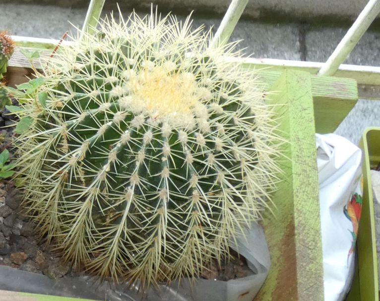 Cactaceae: Echinocactus grusonii