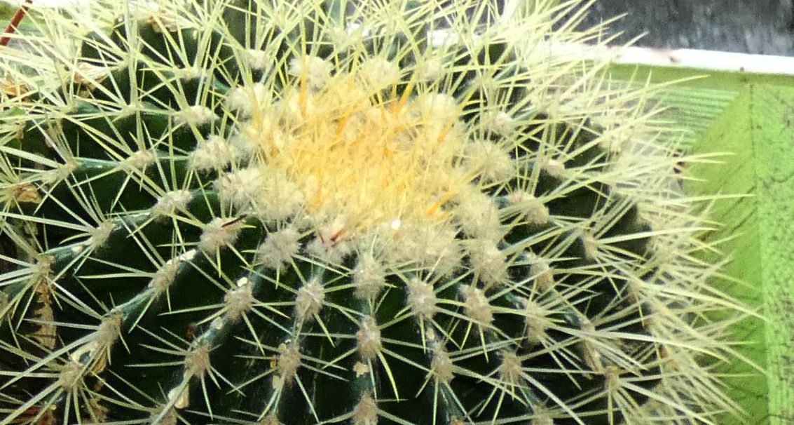 Cactaceae: Echinocactus grusonii