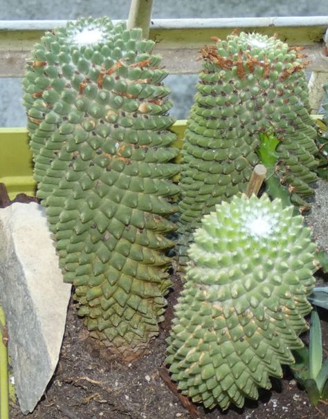 Cactaceae: Mammillaria polythele f. inermis (cultivar)