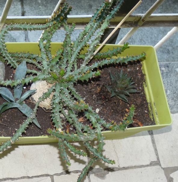 Euforbia in vaso:  Euphorbia squarrosa