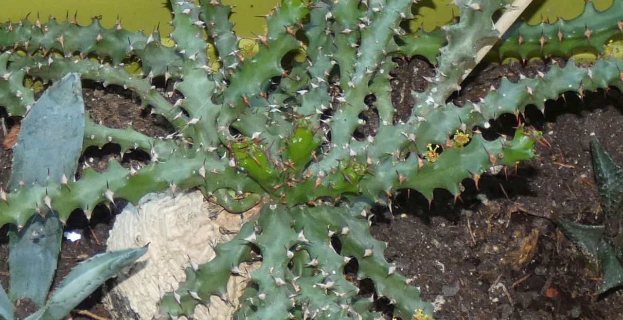 Euforbia in vaso:  Euphorbia squarrosa