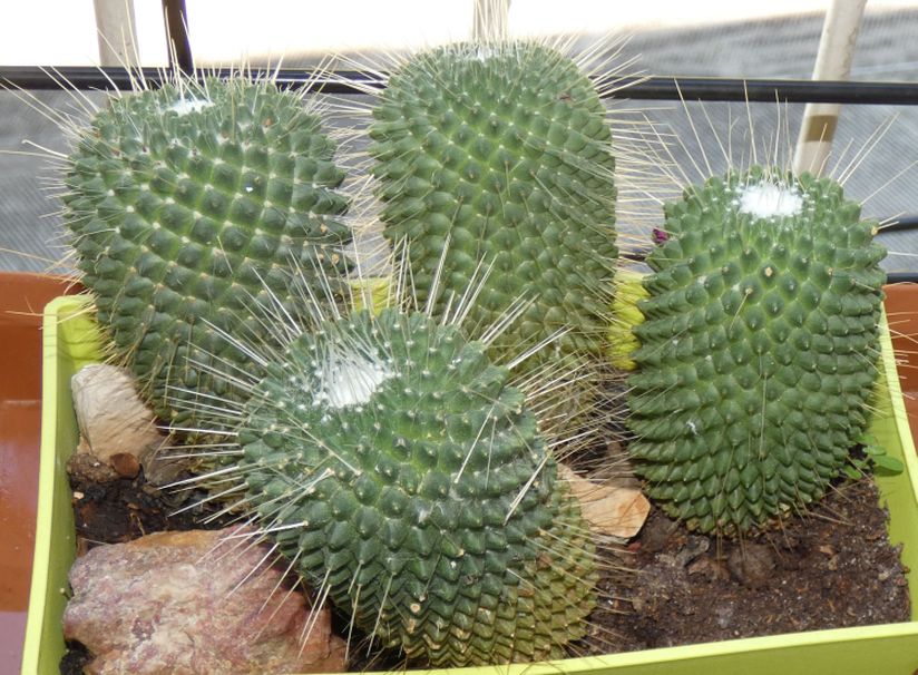 Cactacea in vaso: Mammillaria cfr. spinosissima cv.
