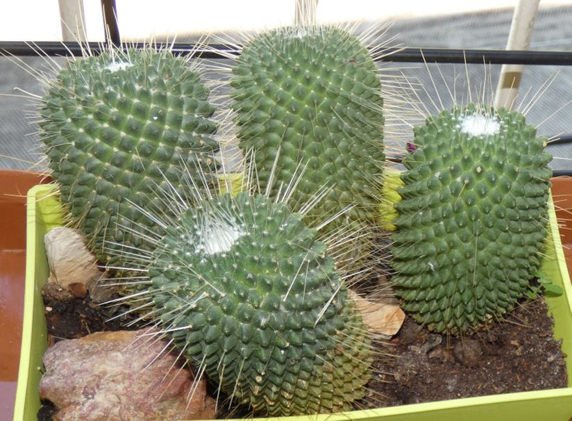 Cactacea in vaso: Mammillaria cfr. spinosissima cv.