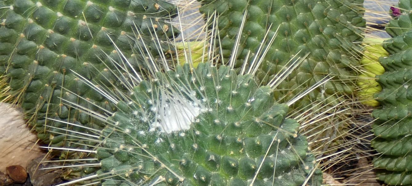 Cactacea in vaso: Mammillaria cfr. spinosissima cv.