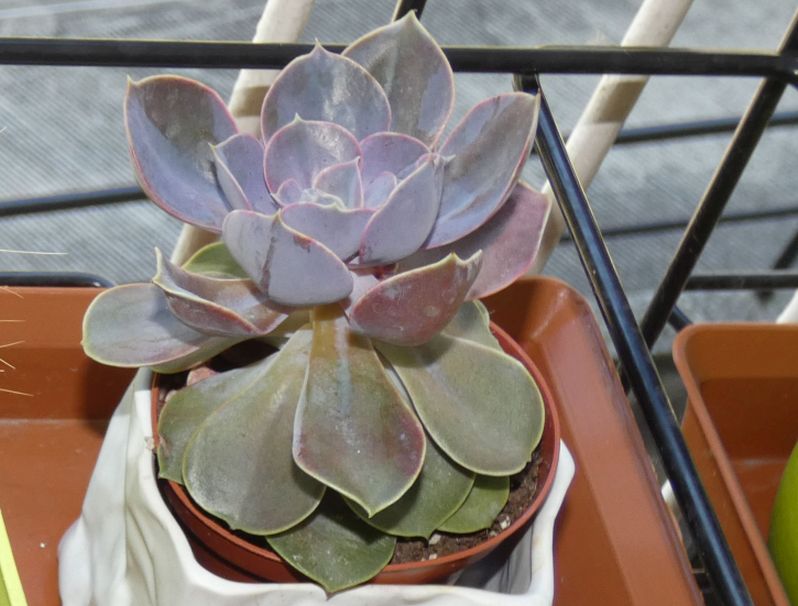 Crassulacea in vaso:  Echeveria sp.