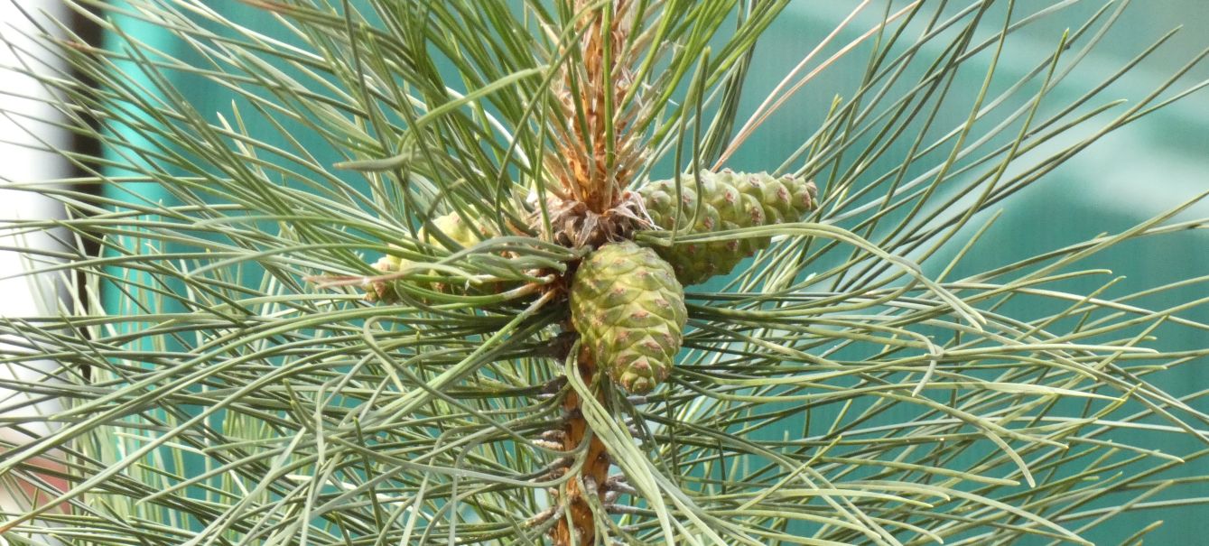 Pinus sp. in antesi?  S, Pinus nigra