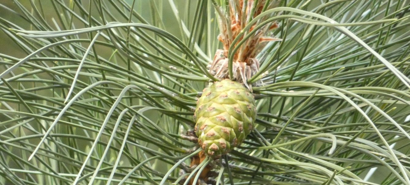 Pinus sp. in antesi?  S, Pinus nigra