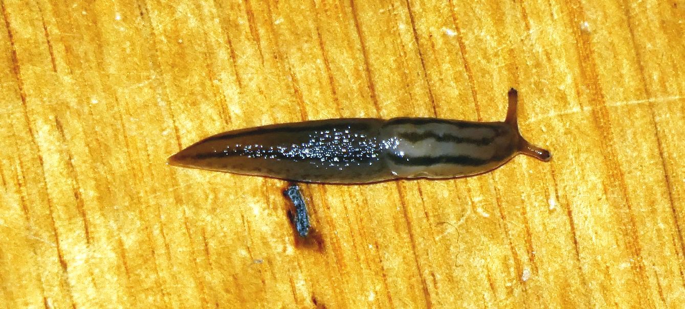 Lumaca australiana: Ambigolimax valentianus (Limacidae)