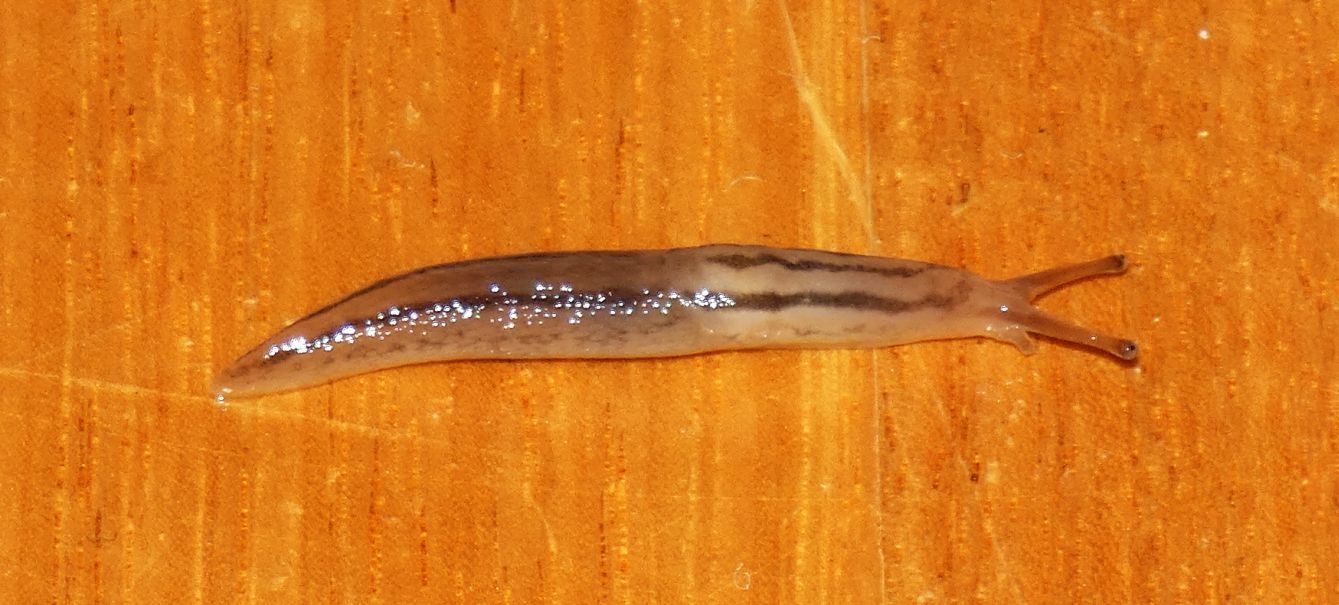 Lumaca australiana: Ambigolimax valentianus (Limacidae)
