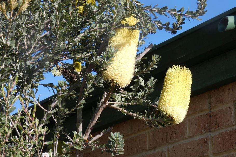 Albero dall''Australia (WA):  Banksia praemorsa (Proteaceae)