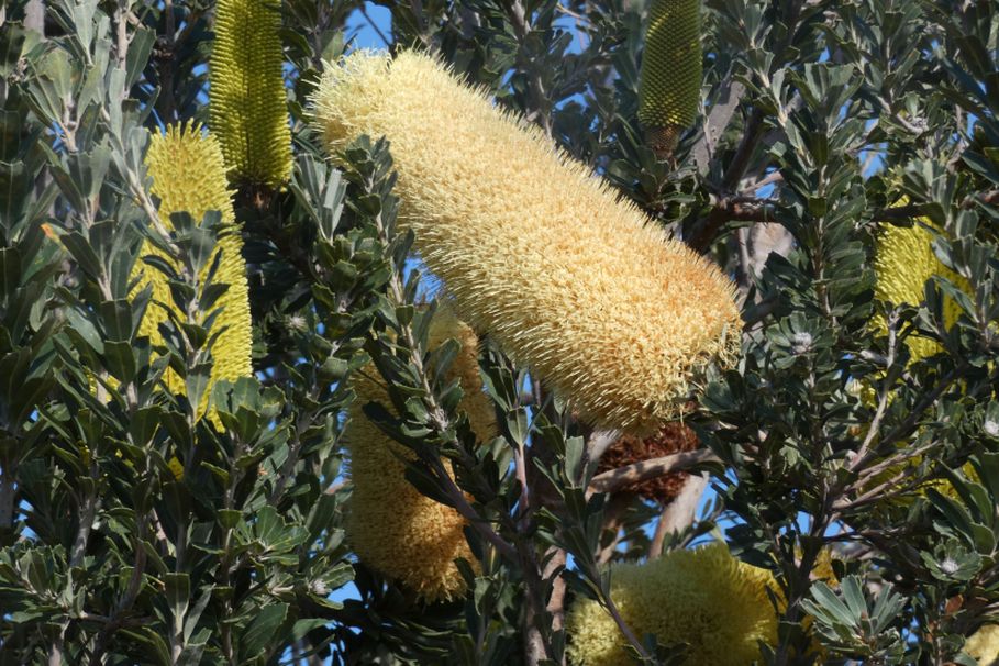 Albero dall''Australia (WA):  Banksia praemorsa (Proteaceae)