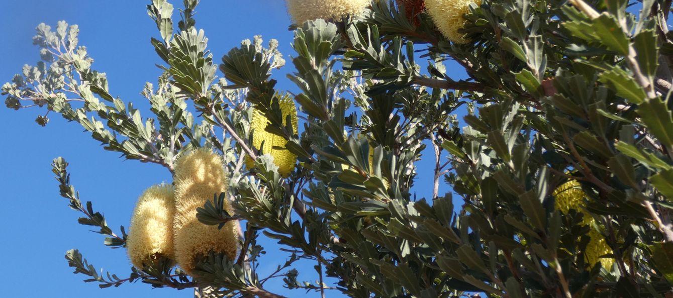 Albero dall''Australia (WA):  Banksia praemorsa (Proteaceae)