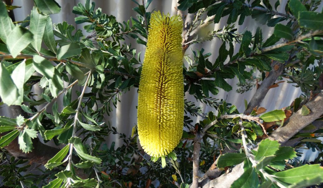 Albero dall''Australia (WA):  Banksia praemorsa (Proteaceae)