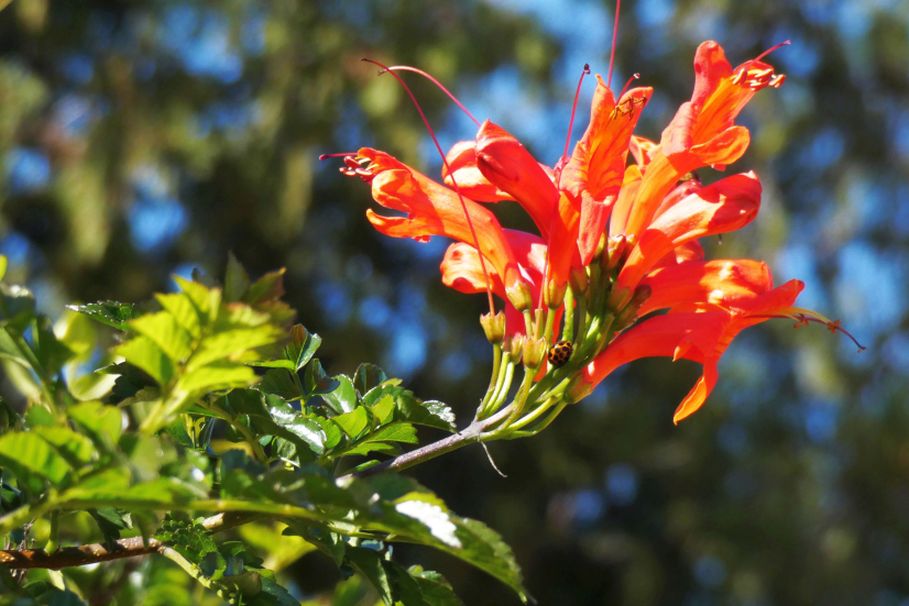 Fiore dall''Australia (WA): Tecoma capensis  (Bignoniaceae)