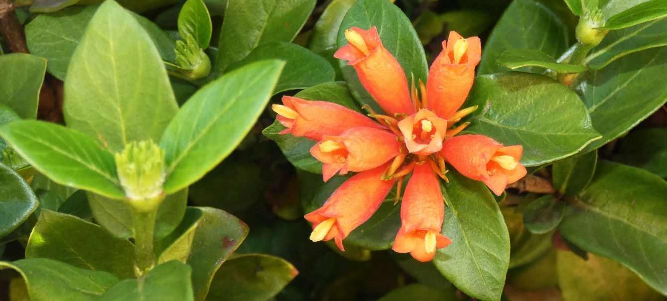 Fiore dall''Australia (WA):  Burchellia bubalina (Rubiaceae)
