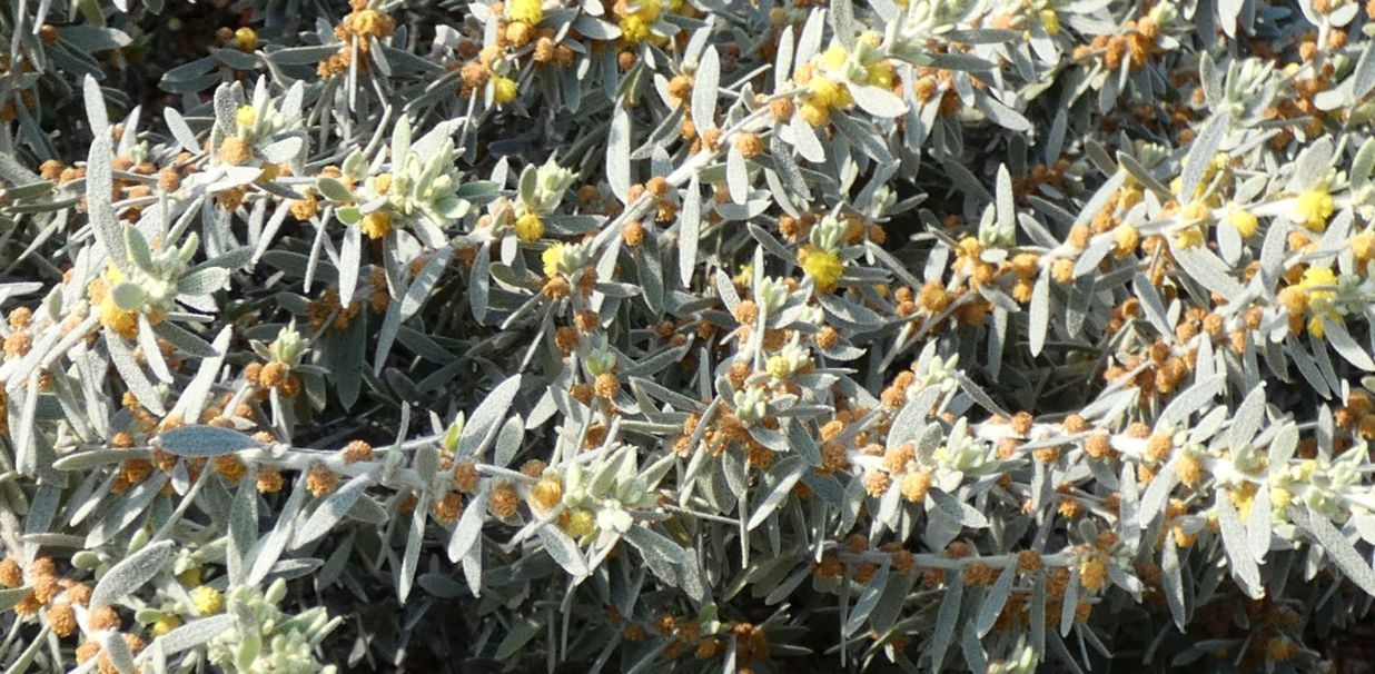 Fiore dall''Australia (WA): Acacia lanuginophylla (Fabaceae)