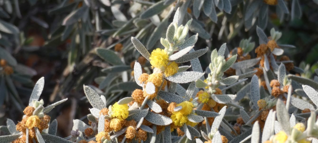 Fiore dall''Australia (WA): Acacia lanuginophylla (Fabaceae)