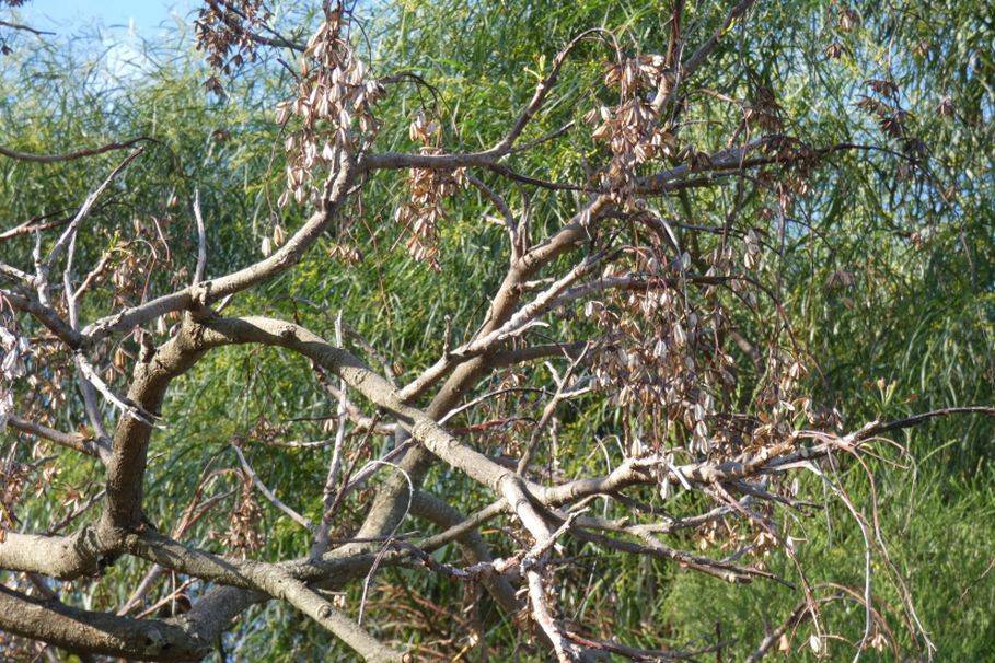 Albero dall''Australia (WA): Toona ciliata (Meliaceae)