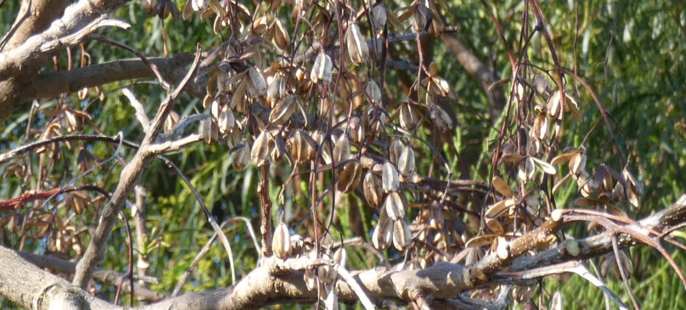 Albero dall''Australia (WA): Toona ciliata (Meliaceae)